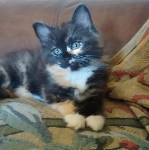 Meet your Posher, Tara - Picture 2 of 2